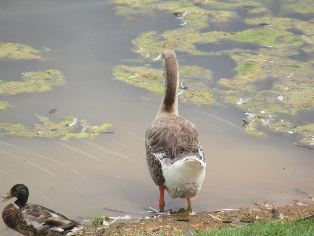 Gans (domestiziert) - ML638311964
