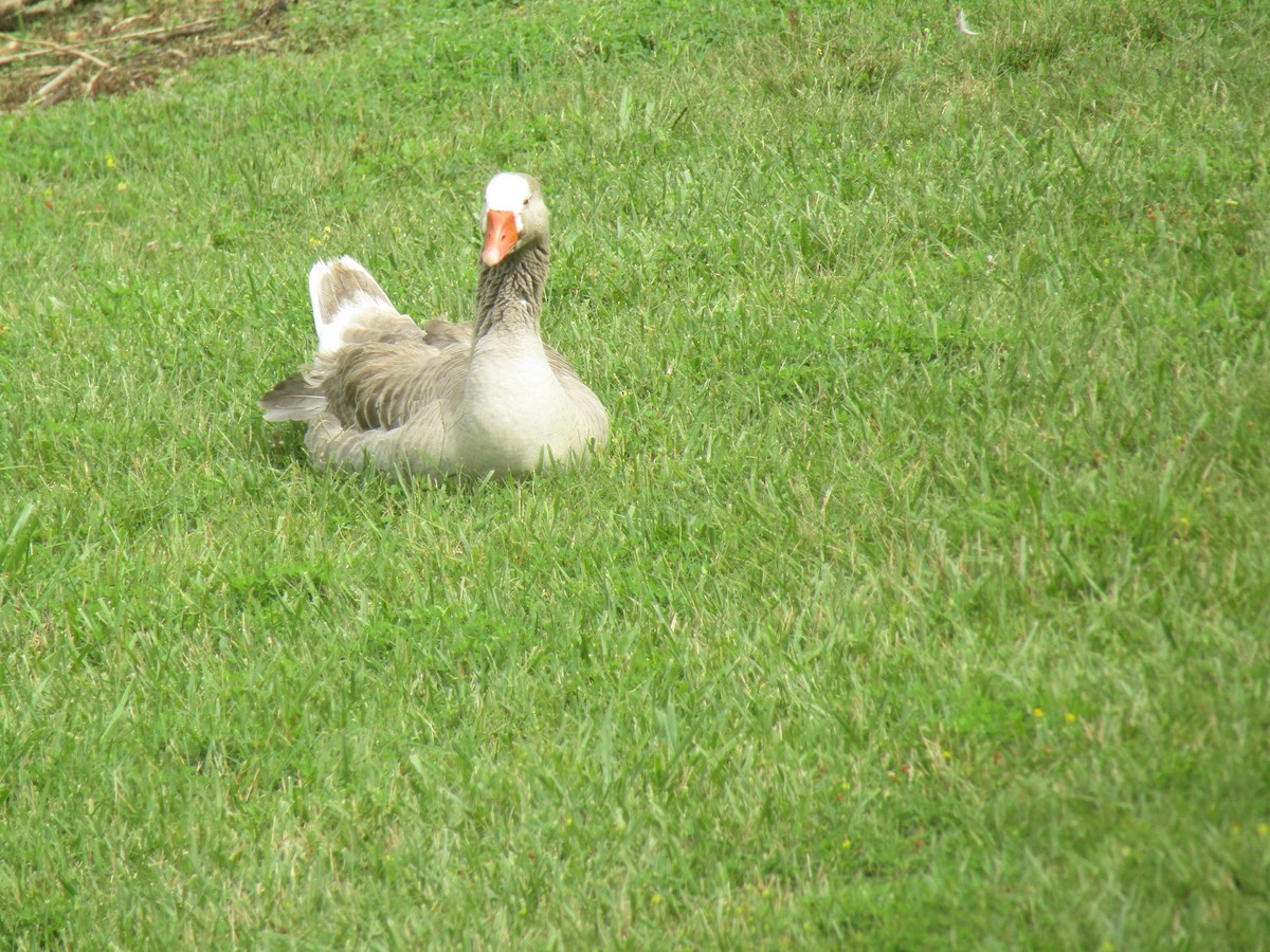 Gans (domestiziert) - ML638311965