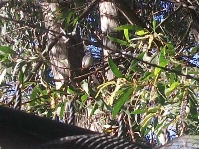 Mistletoebird - ML638311970