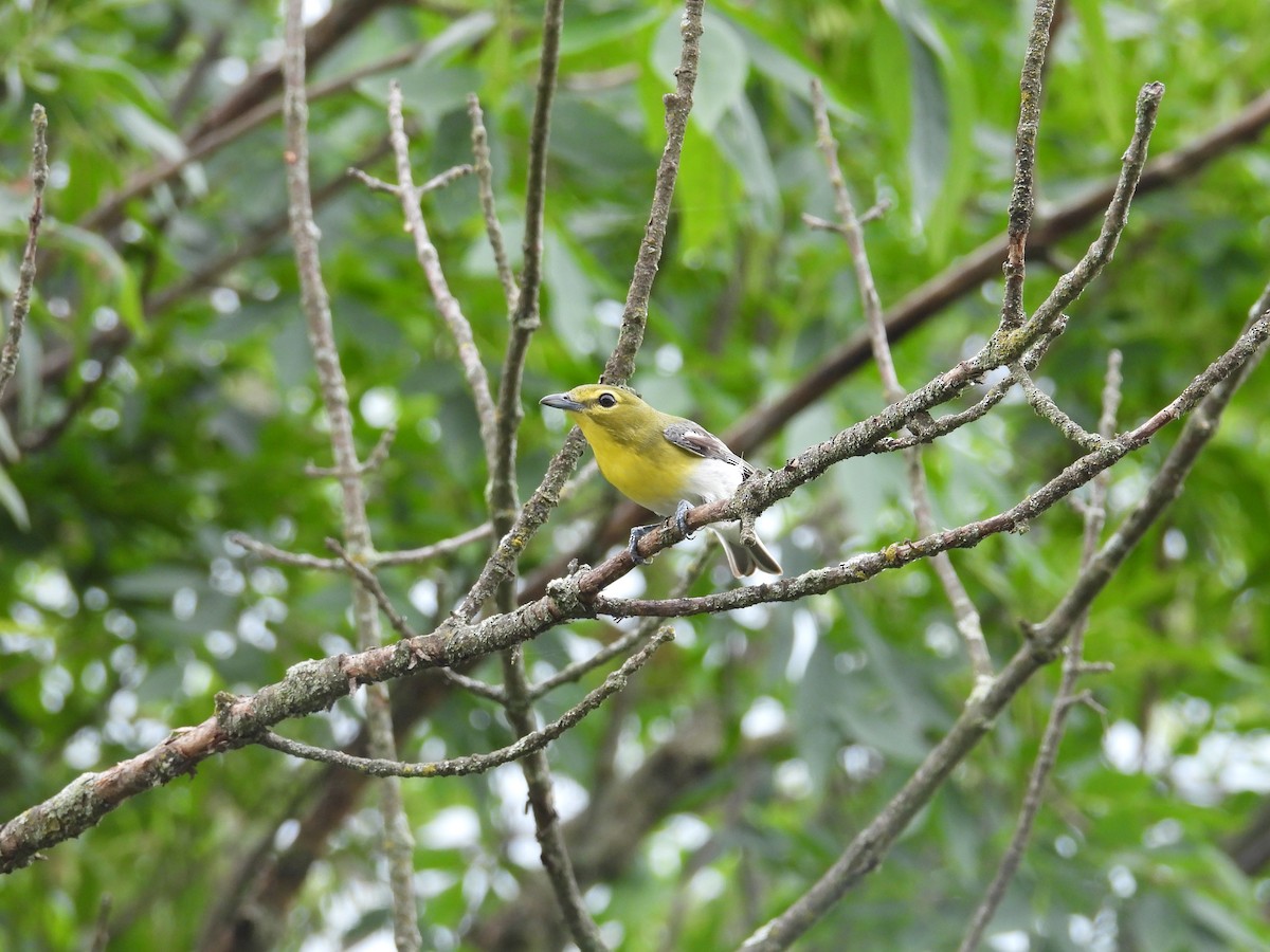 Yellow-throated Vireo - ML638311975
