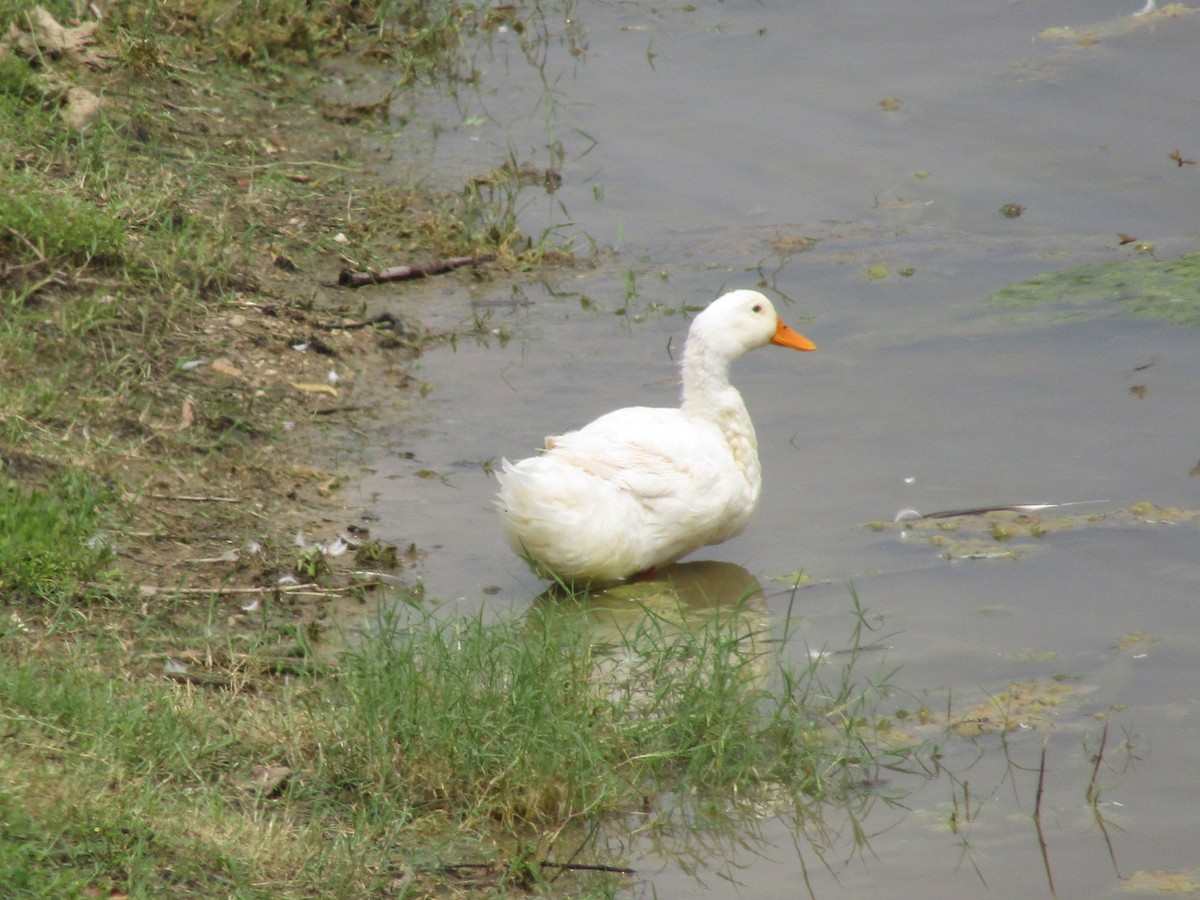 Mallard (Domestic type) - ML638311979