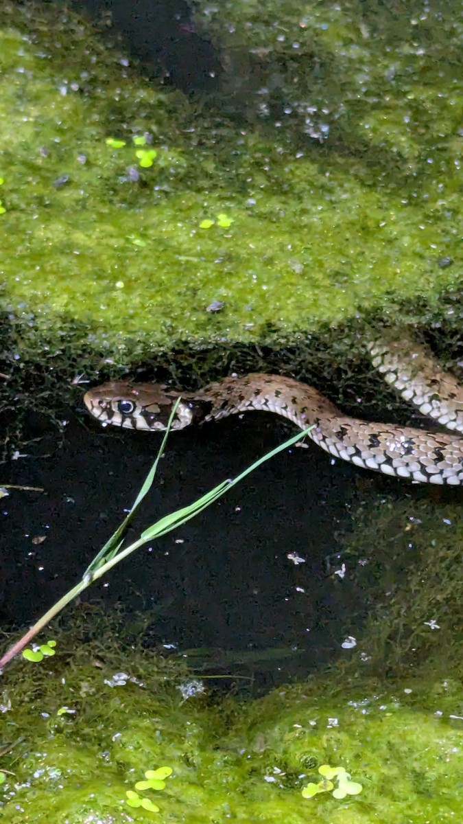 grass snake - ML638311981