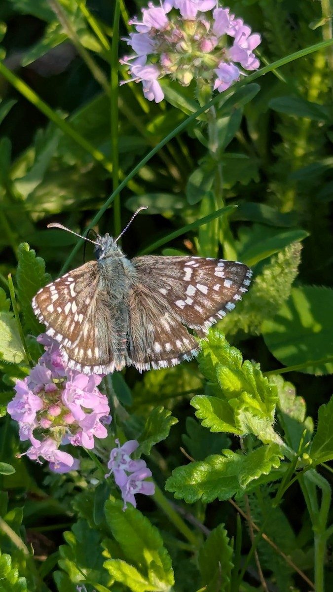 Insects - ML638311994