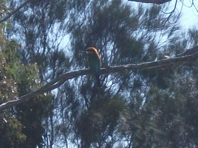 Rainbow Bee-eater - ML638311996