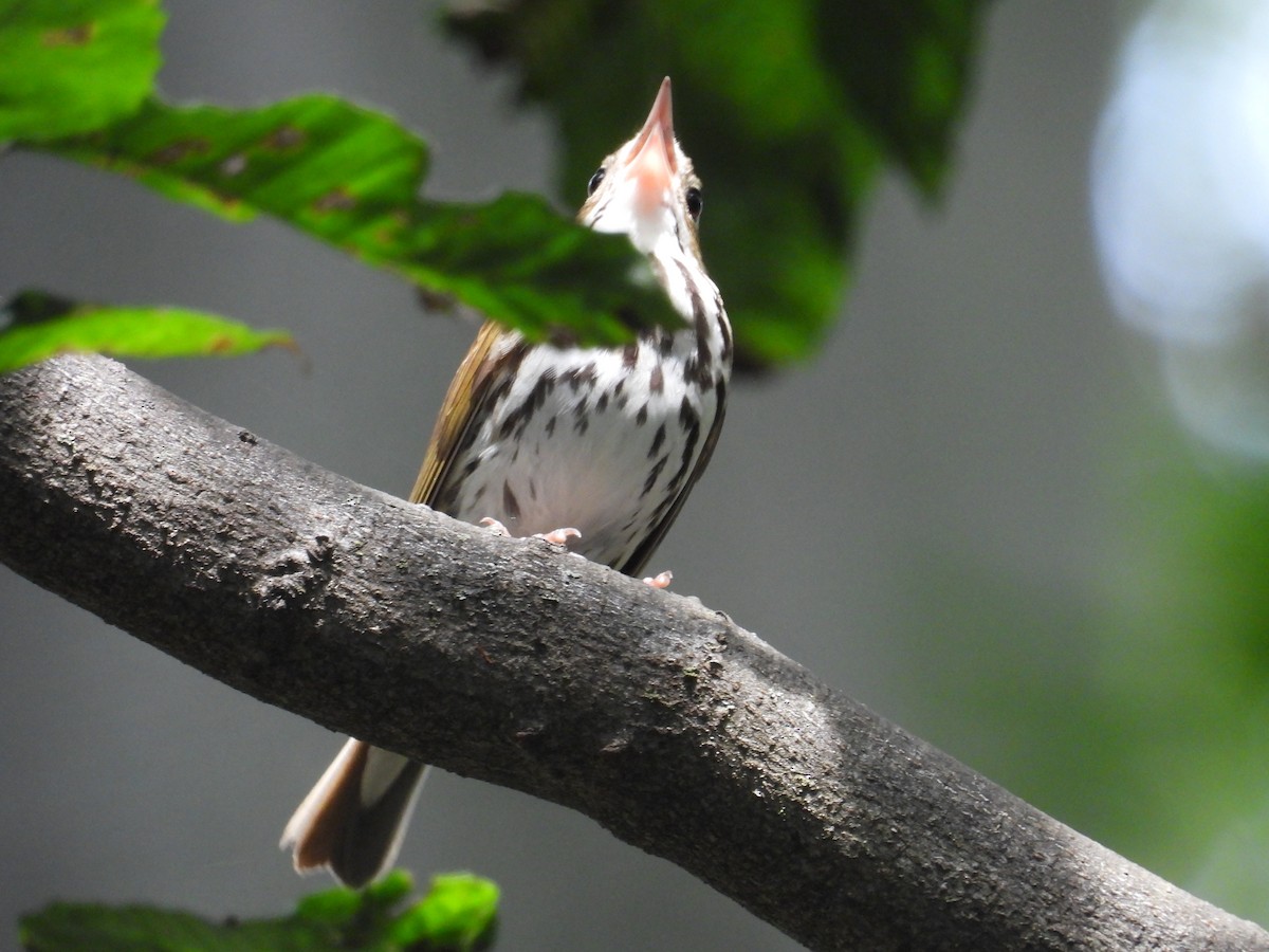 Ovenbird - ML638312003