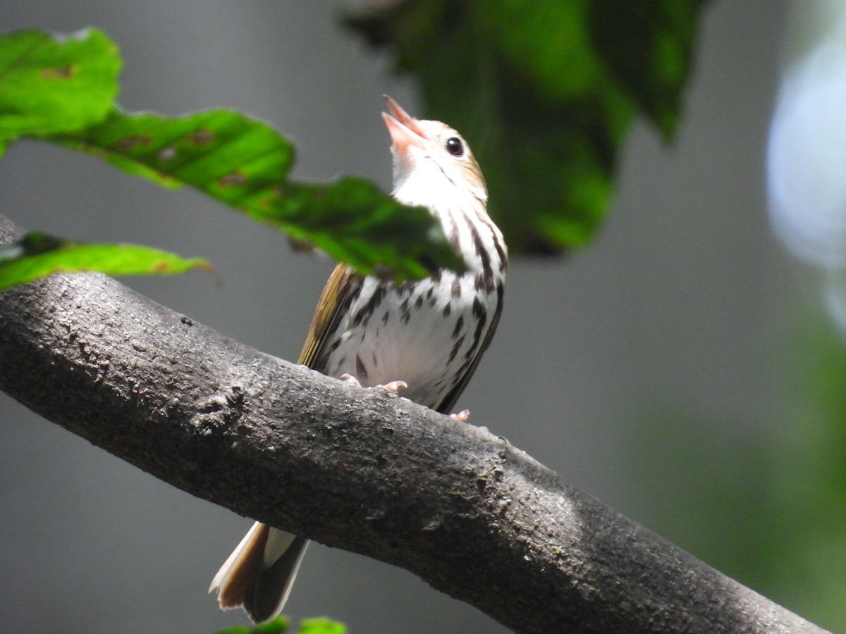 Ovenbird - ML638312005