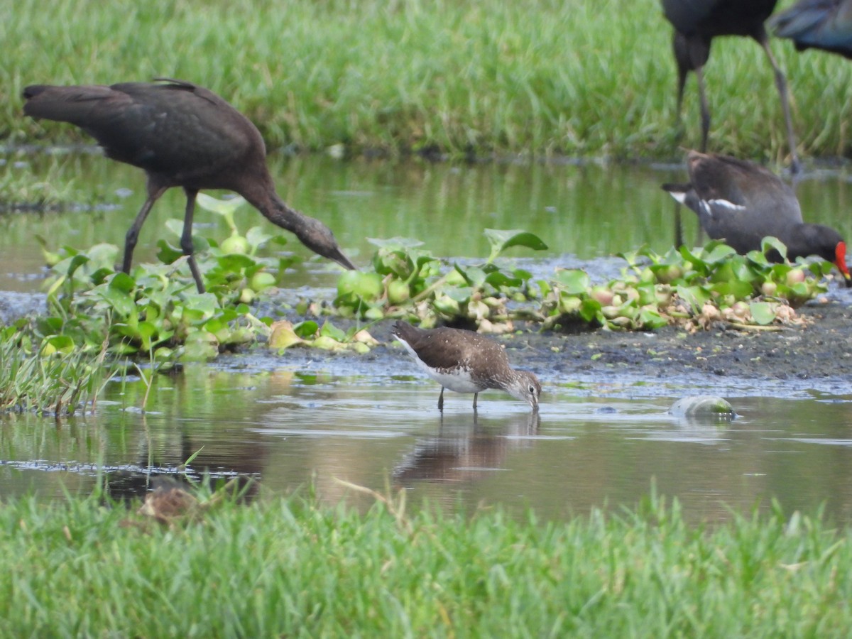 Green Sandpiper - ML638312007