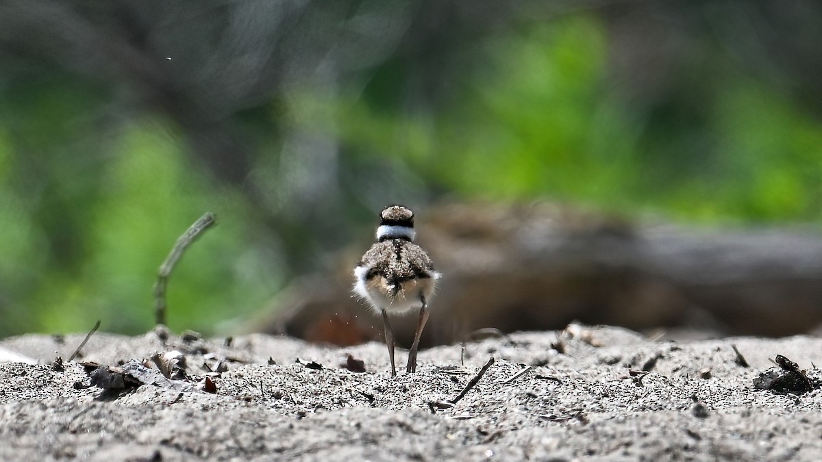 Killdeer - ML638312008