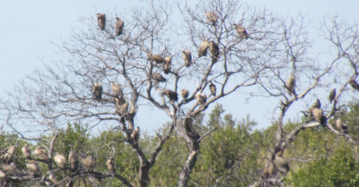 White-backed Vulture - ML638312010