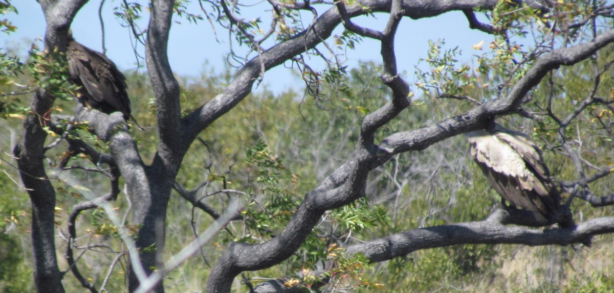 White-backed Vulture - ML638312011