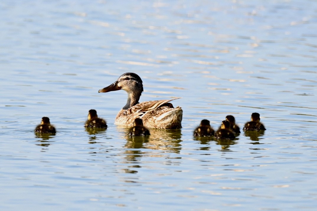 Mallard - ML638312026