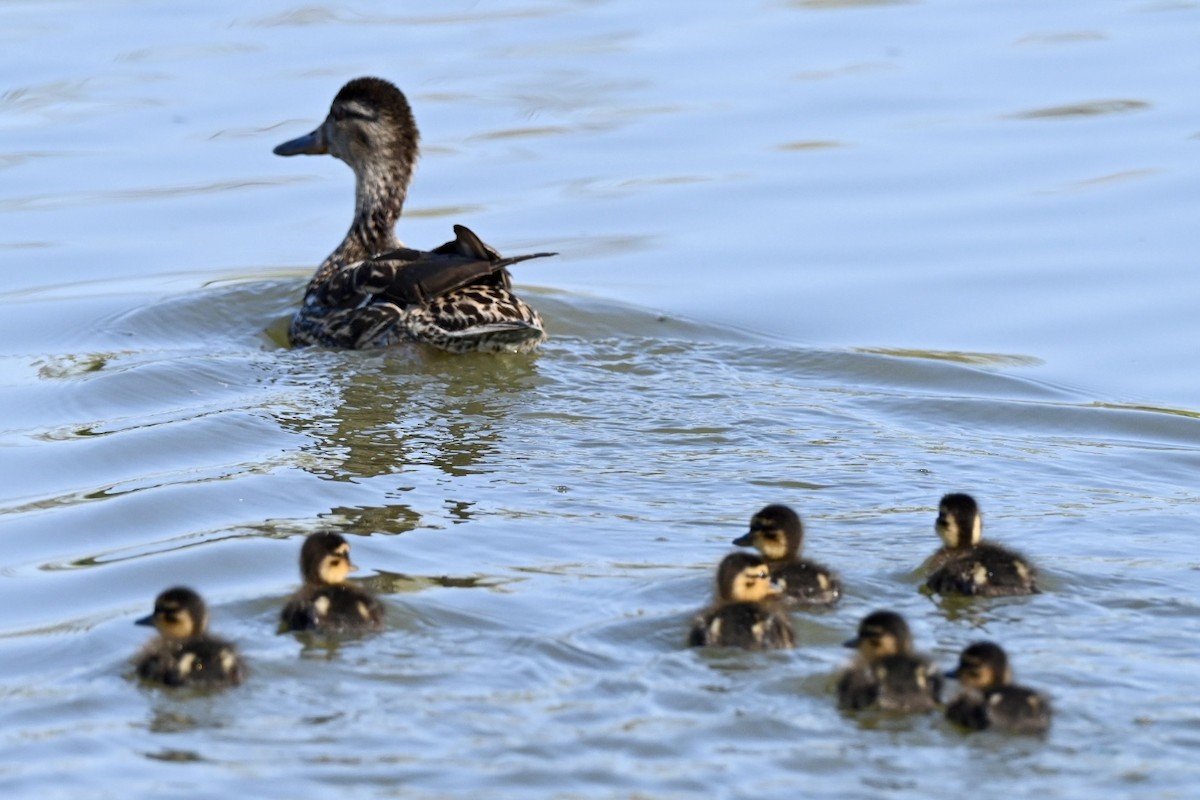 Mallard - ML638312028