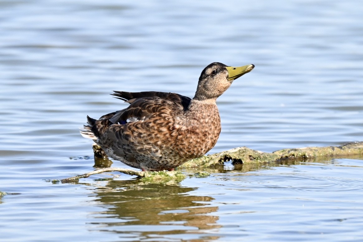 Mallard - ML638312029