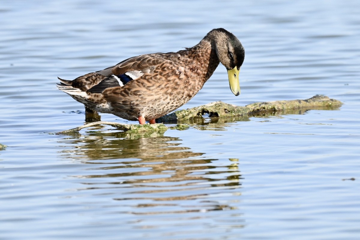 Mallard - ML638312030