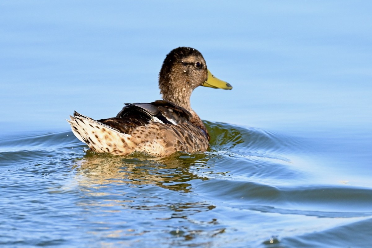 Mallard - ML638312031
