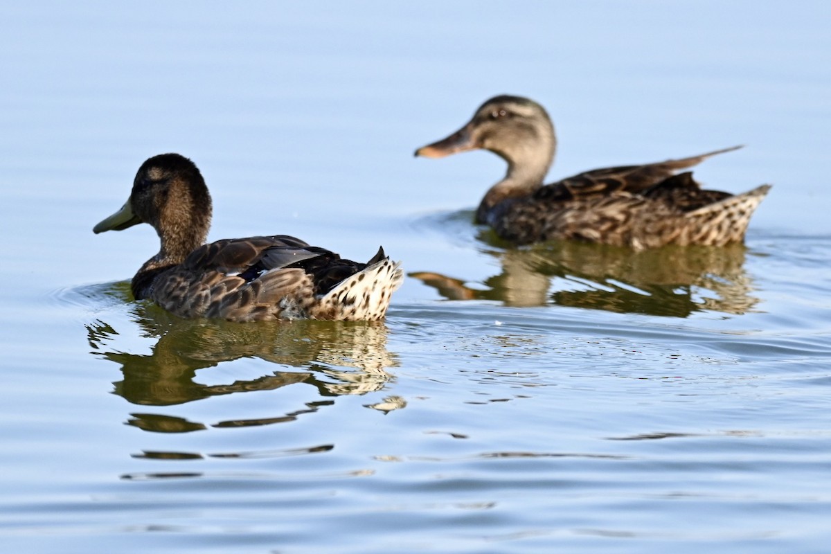 Mallard - ML638312032