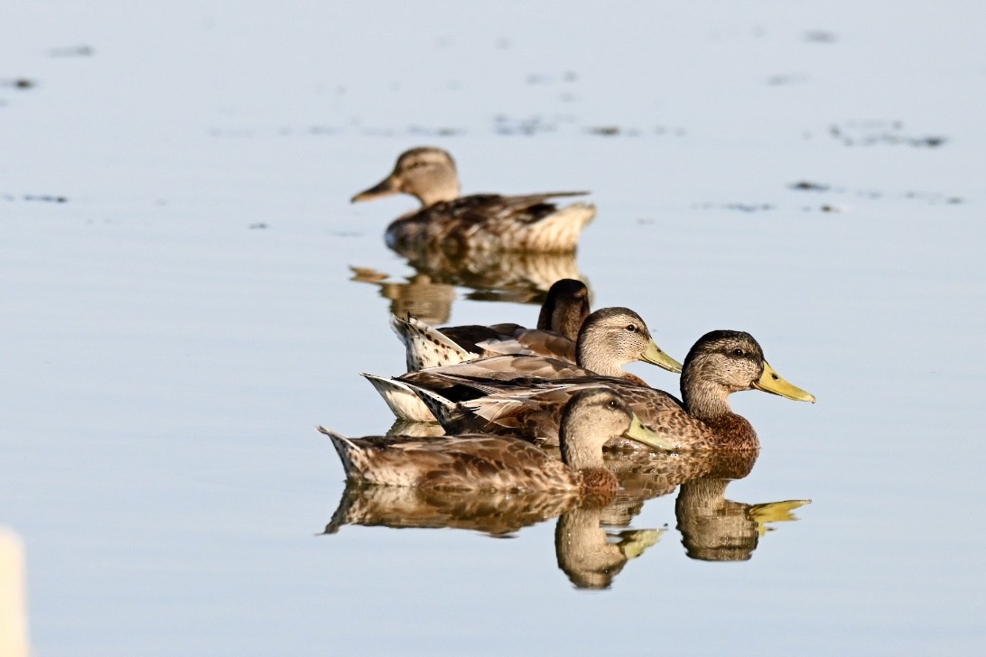 Mallard - ML638312033