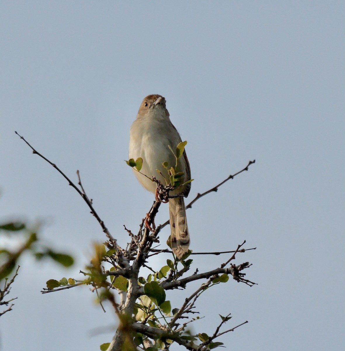 Rattling Cisticola - ML638312052