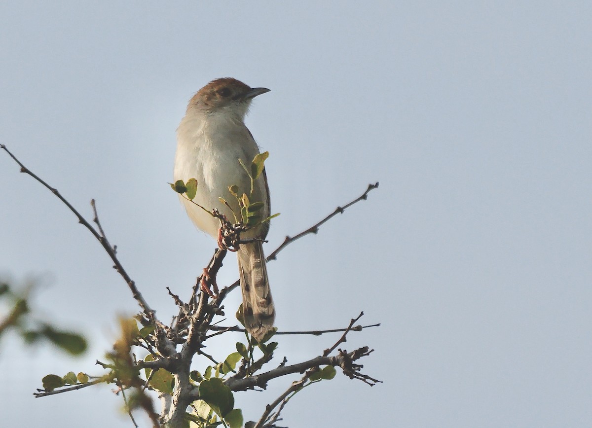 Rattling Cisticola - ML638312053
