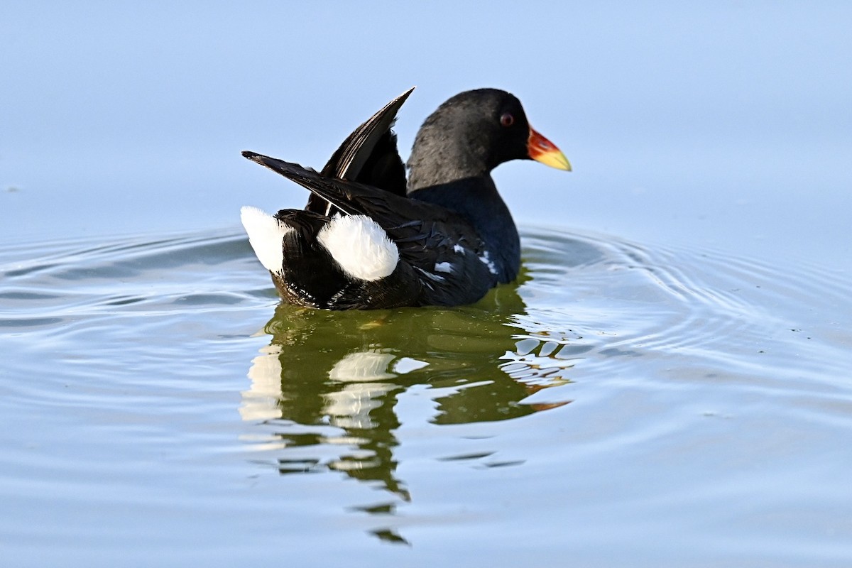 Eurasian Moorhen - ML638312054