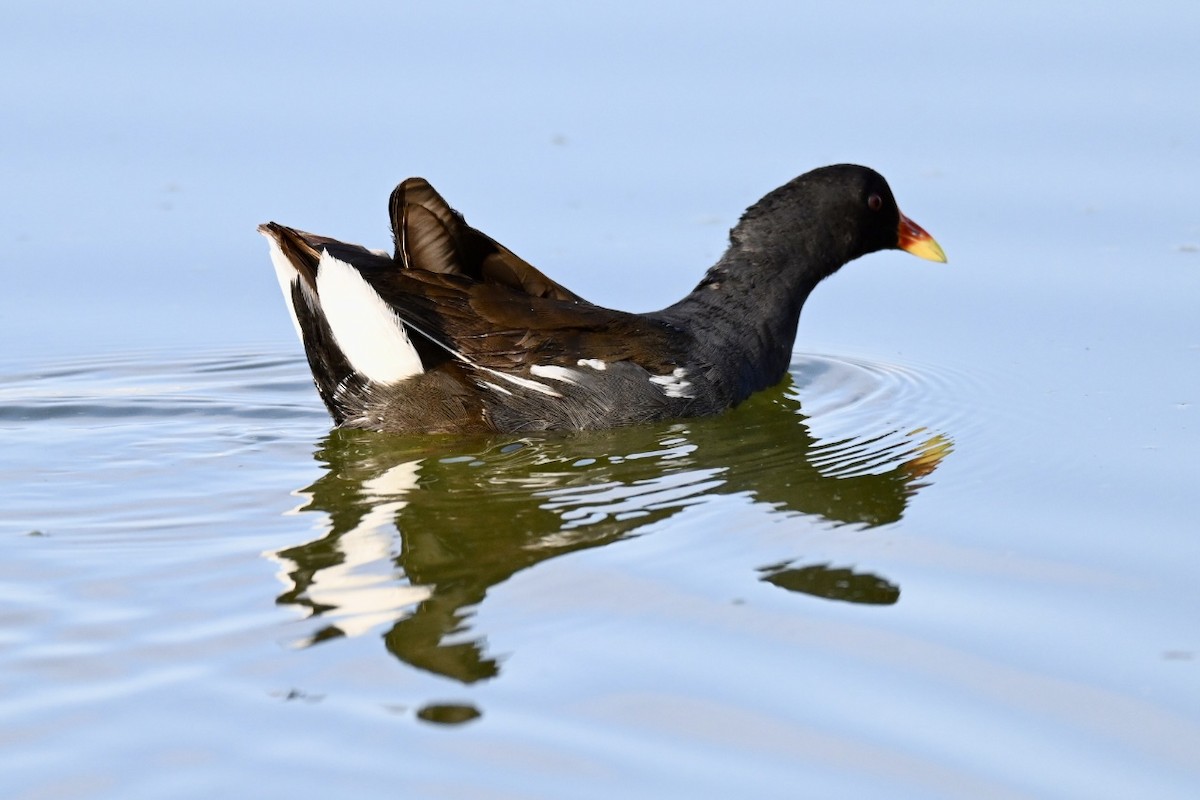 Eurasian Moorhen - ML638312055