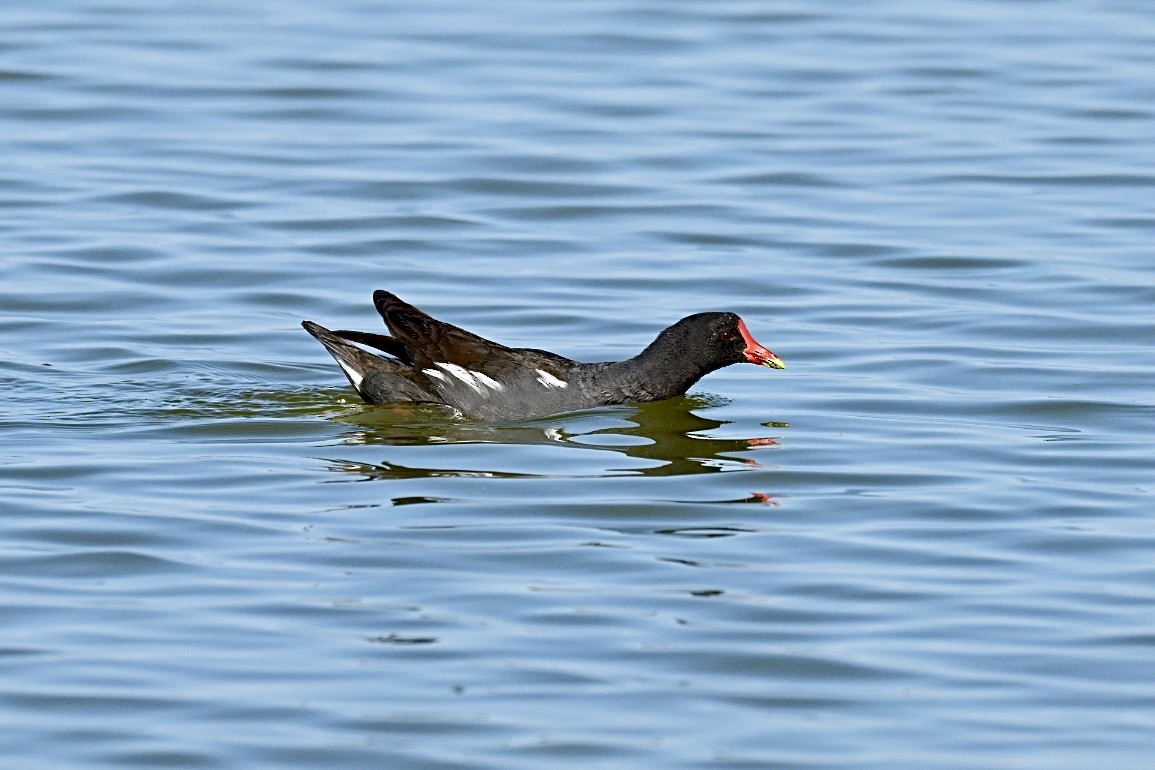 Eurasian Moorhen - ML638312056