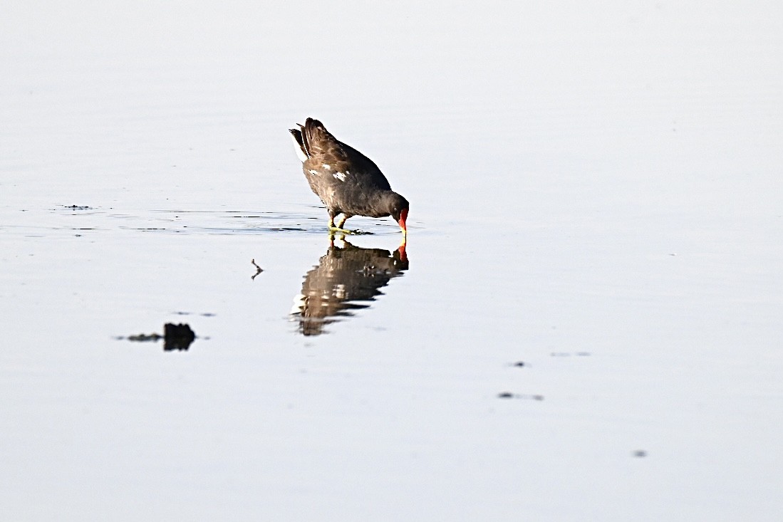 Eurasian Moorhen - ML638312057