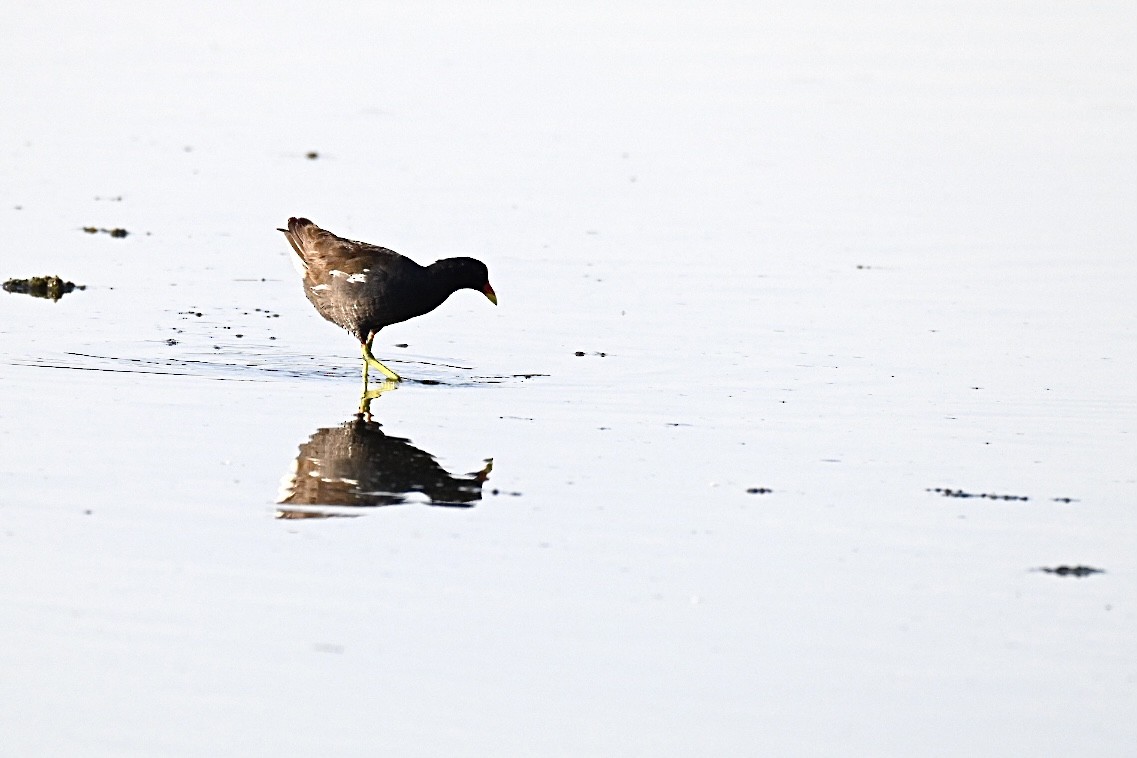 Eurasian Moorhen - ML638312058