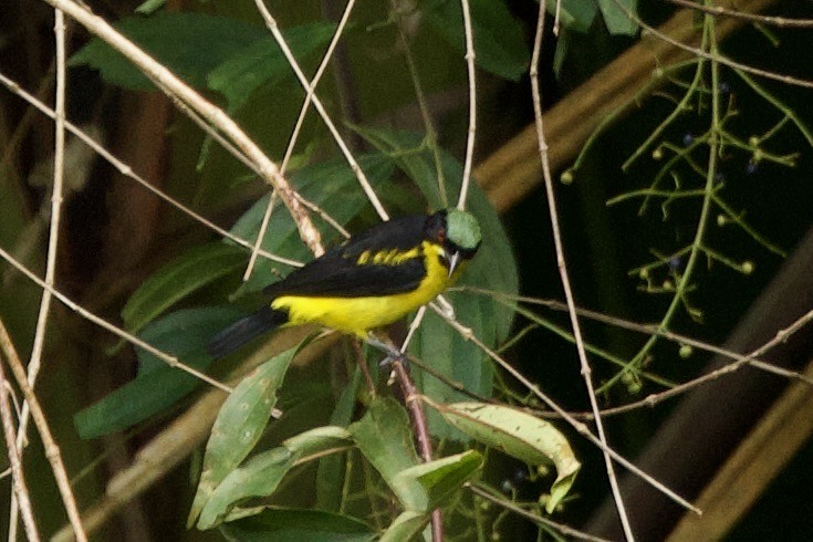 Yellow-bellied Dacnis - ML638312062