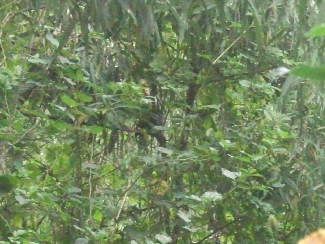 Superb Fruit-Dove - ML638312063