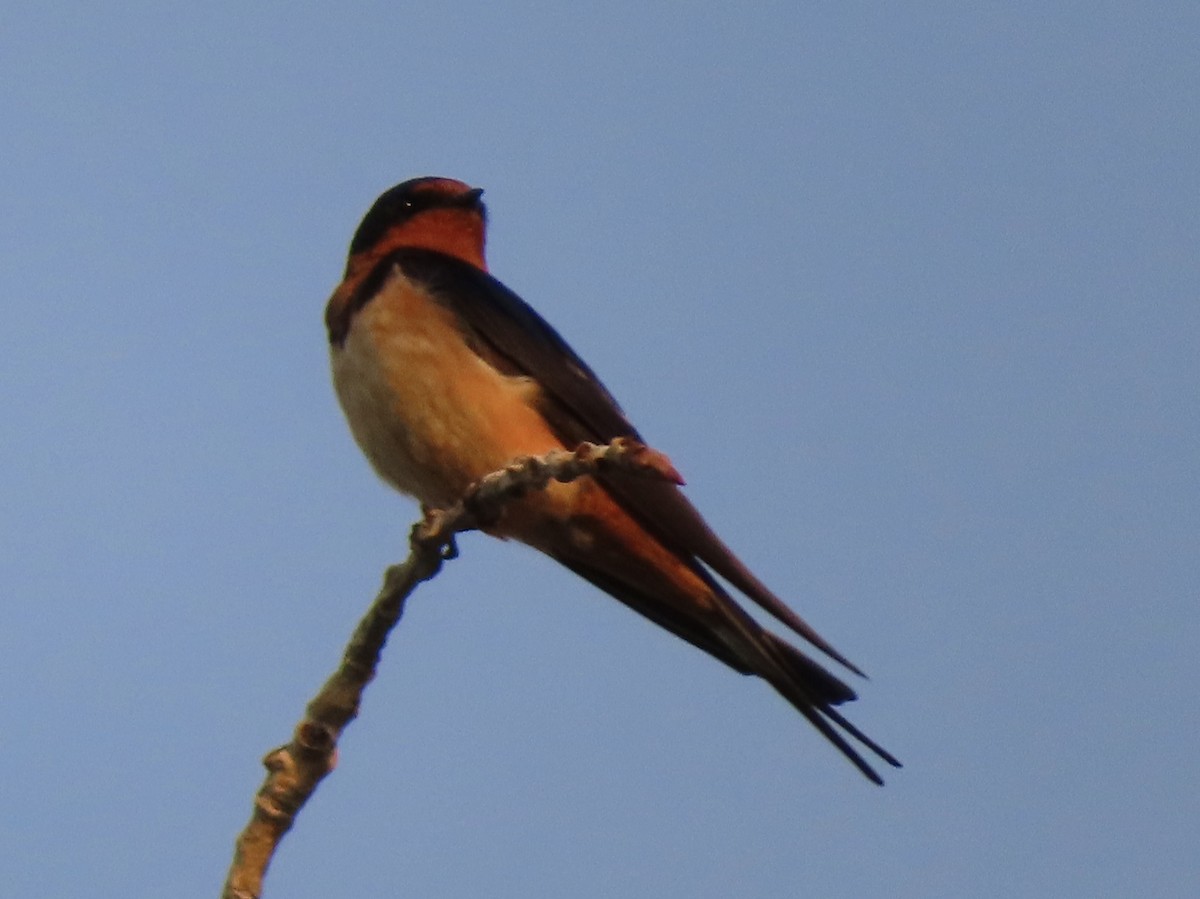 Barn Swallow - ML638312064
