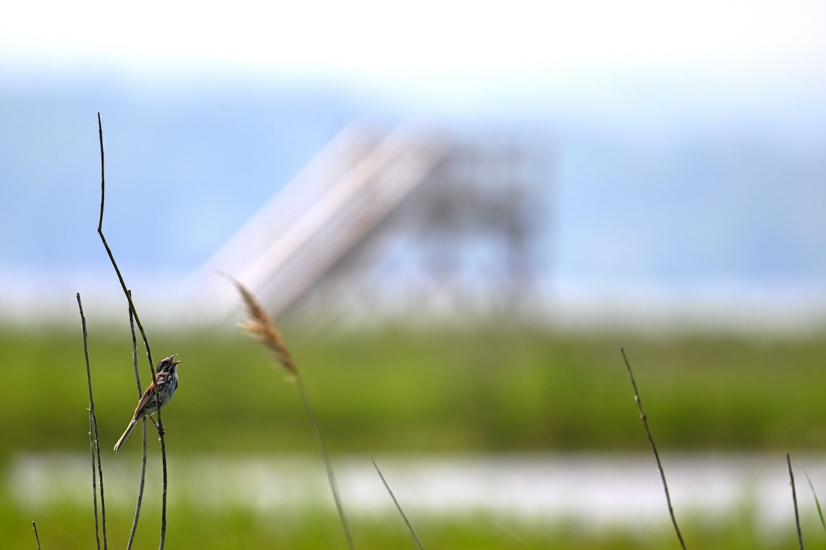 Song Sparrow - ML638312067
