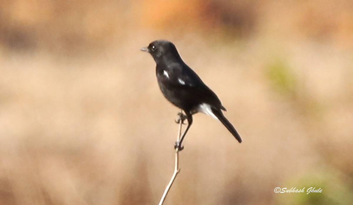 Pied Bushchat - ML638312068