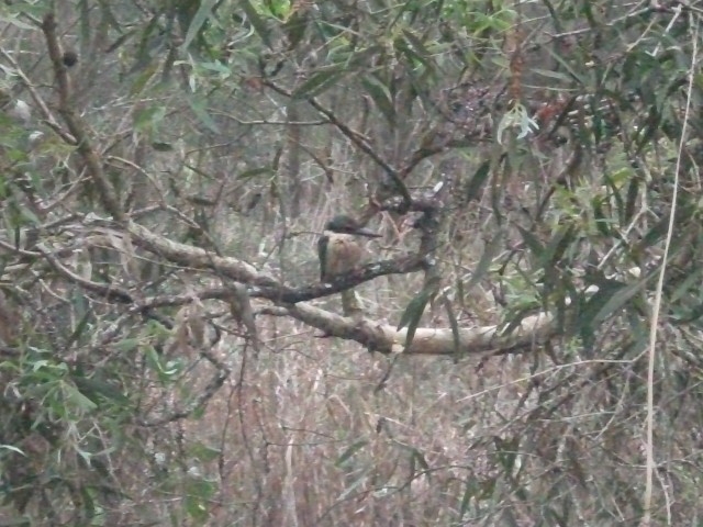 Sacred Kingfisher - ML638312070