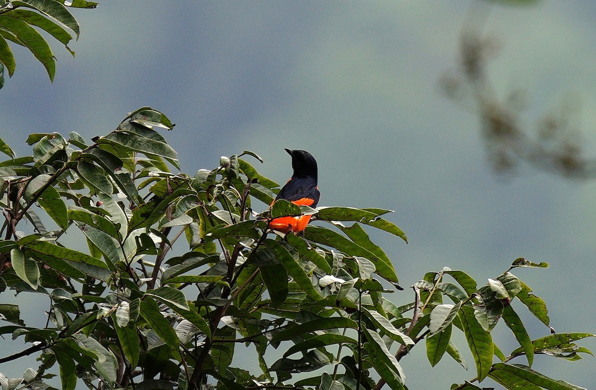 Long-tailed Minivet - ML638312074
