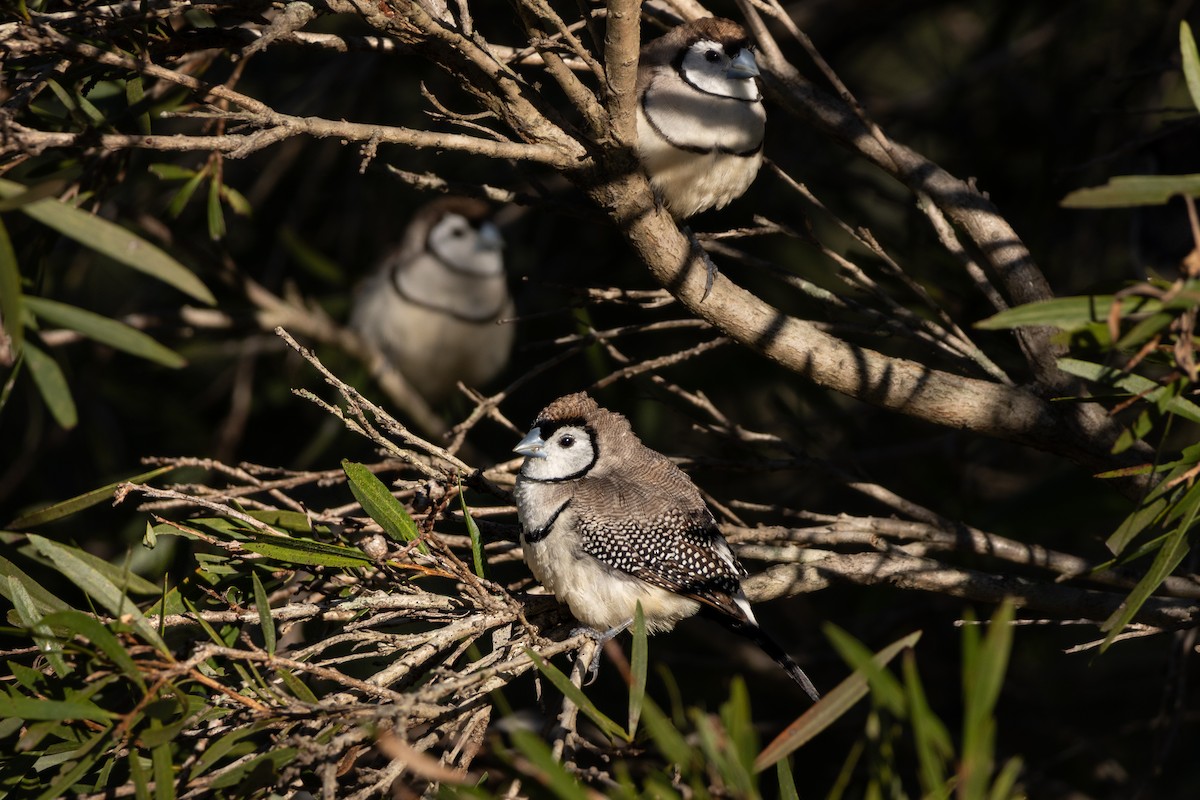 Double-barred Finch - ML638312082