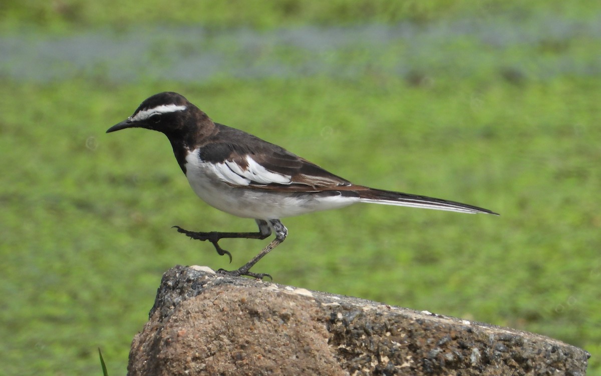 White-browed Wagtail - ML638312085