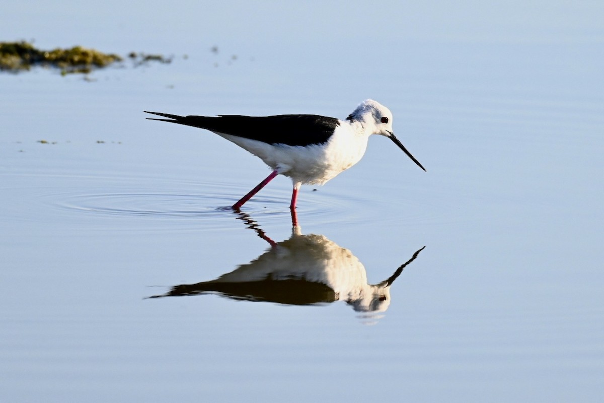 Black-winged Stilt - ML638312097