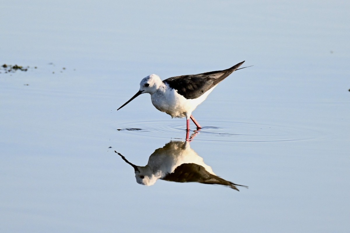 Black-winged Stilt - ML638312098