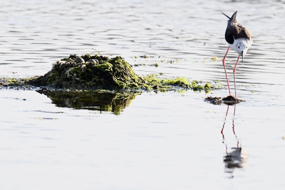 Black-winged Stilt - ML638312099