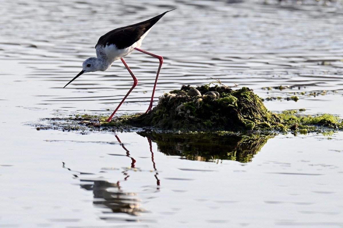 Black-winged Stilt - ML638312100