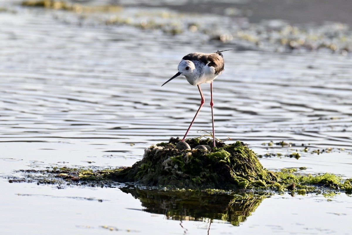 Black-winged Stilt - ML638312101