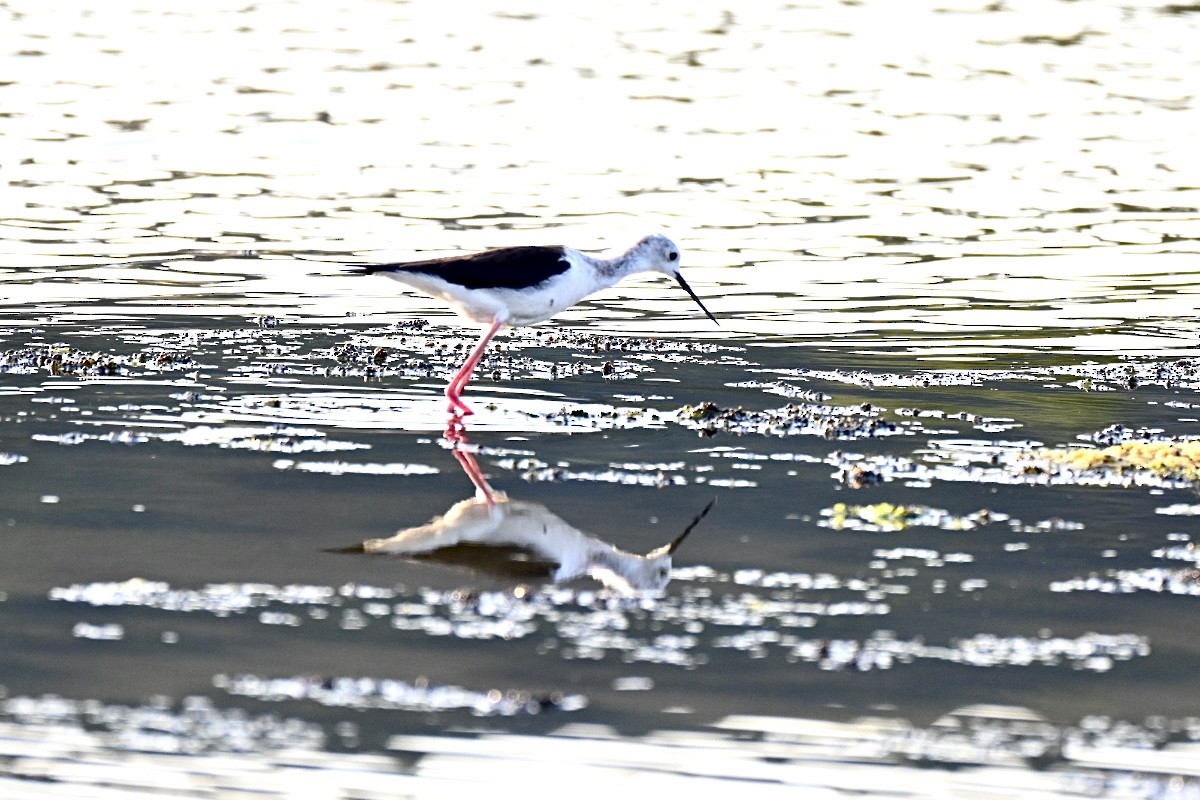 Black-winged Stilt - ML638312103