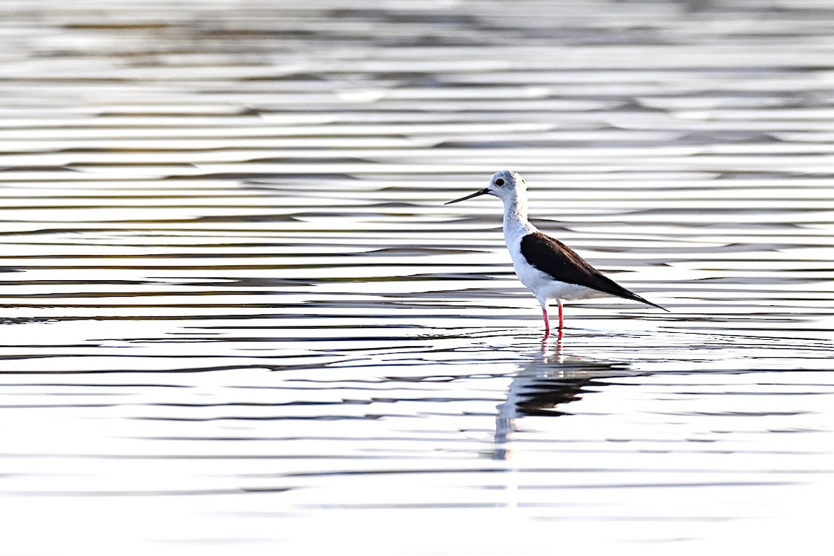 Black-winged Stilt - ML638312104