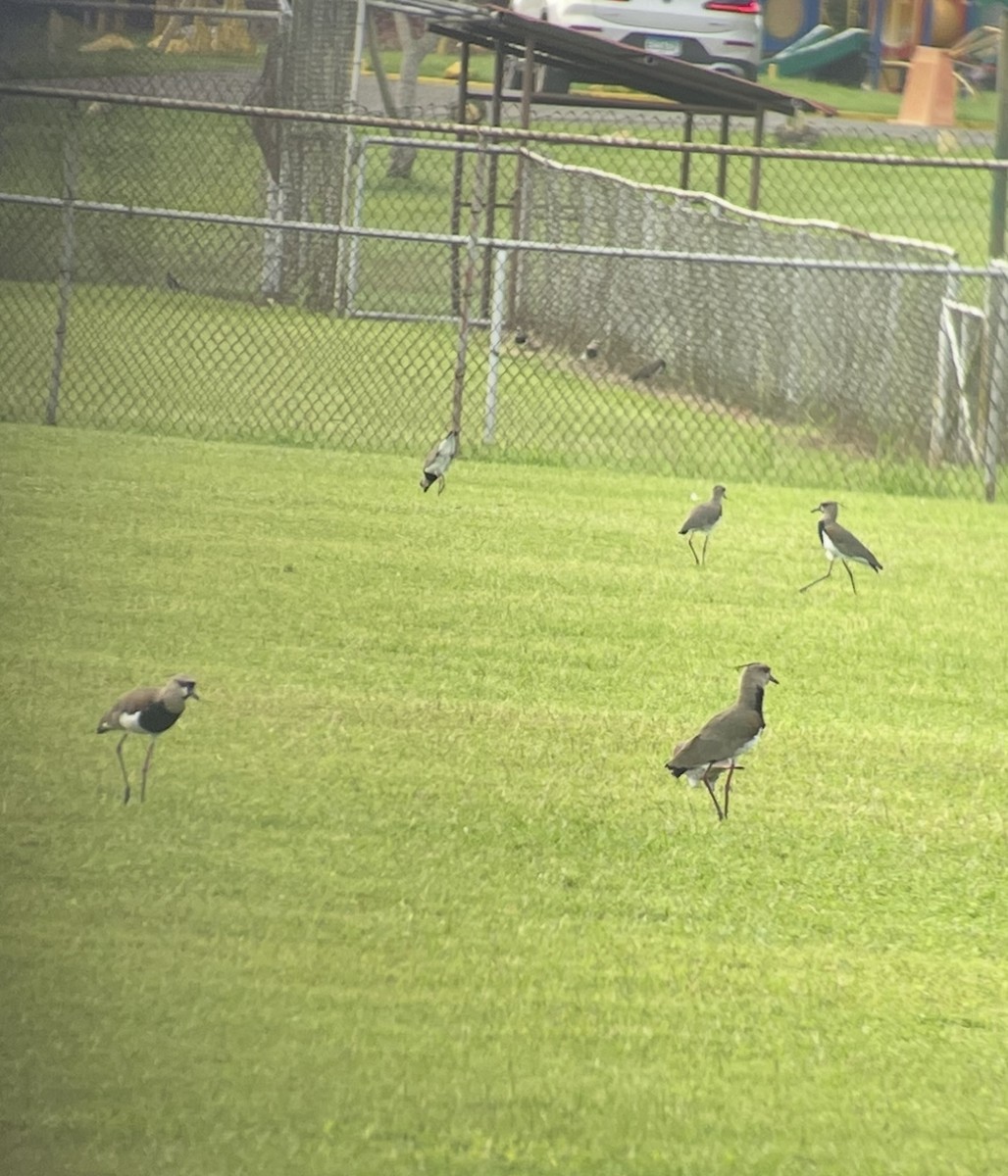 Southern Lapwing - ML638312107