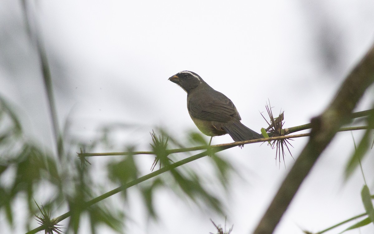 Thick-billed Saltator - ML638312126