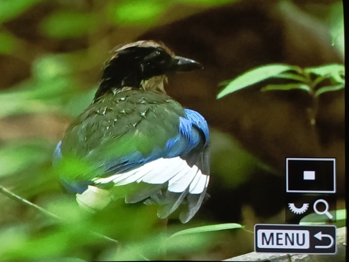 Blue-winged Pitta - ML638312128