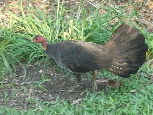 Australian Brushturkey - ML638312138