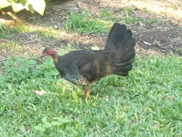 Australian Brushturkey - ML638312139