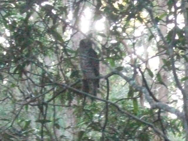 Powerful Owl - ML638312140